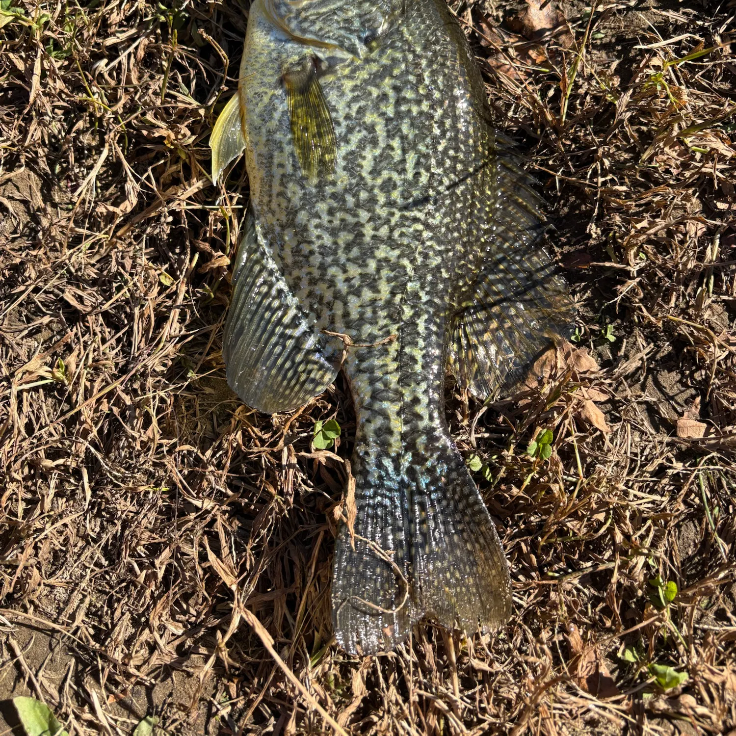 Black crappie caught on Fishbrain