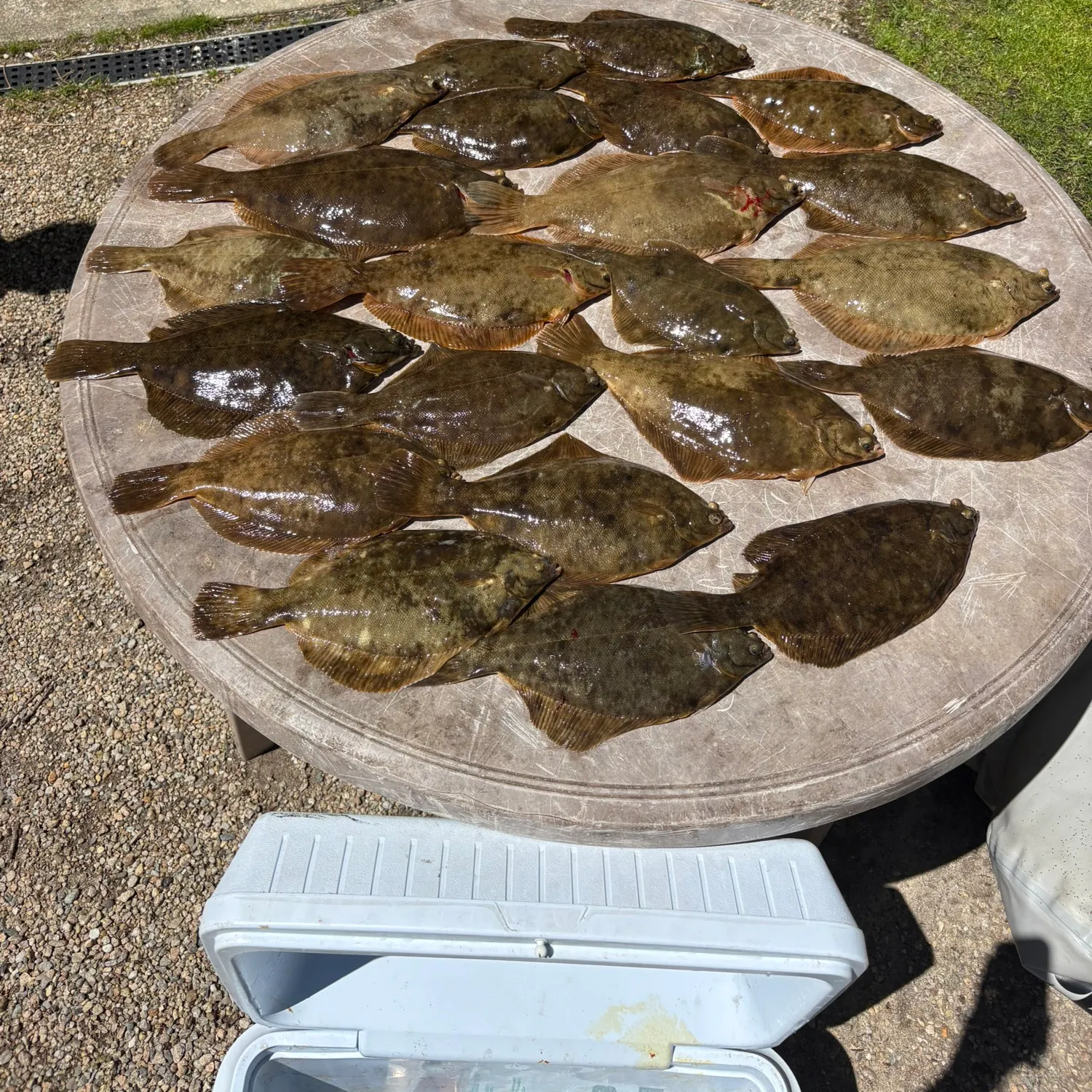 The most recent Winter flounder catches on Fishbrain