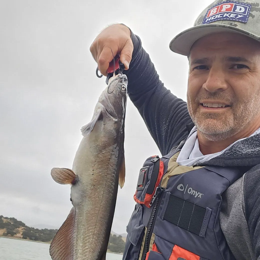Channel catfish caught on Fishbrain