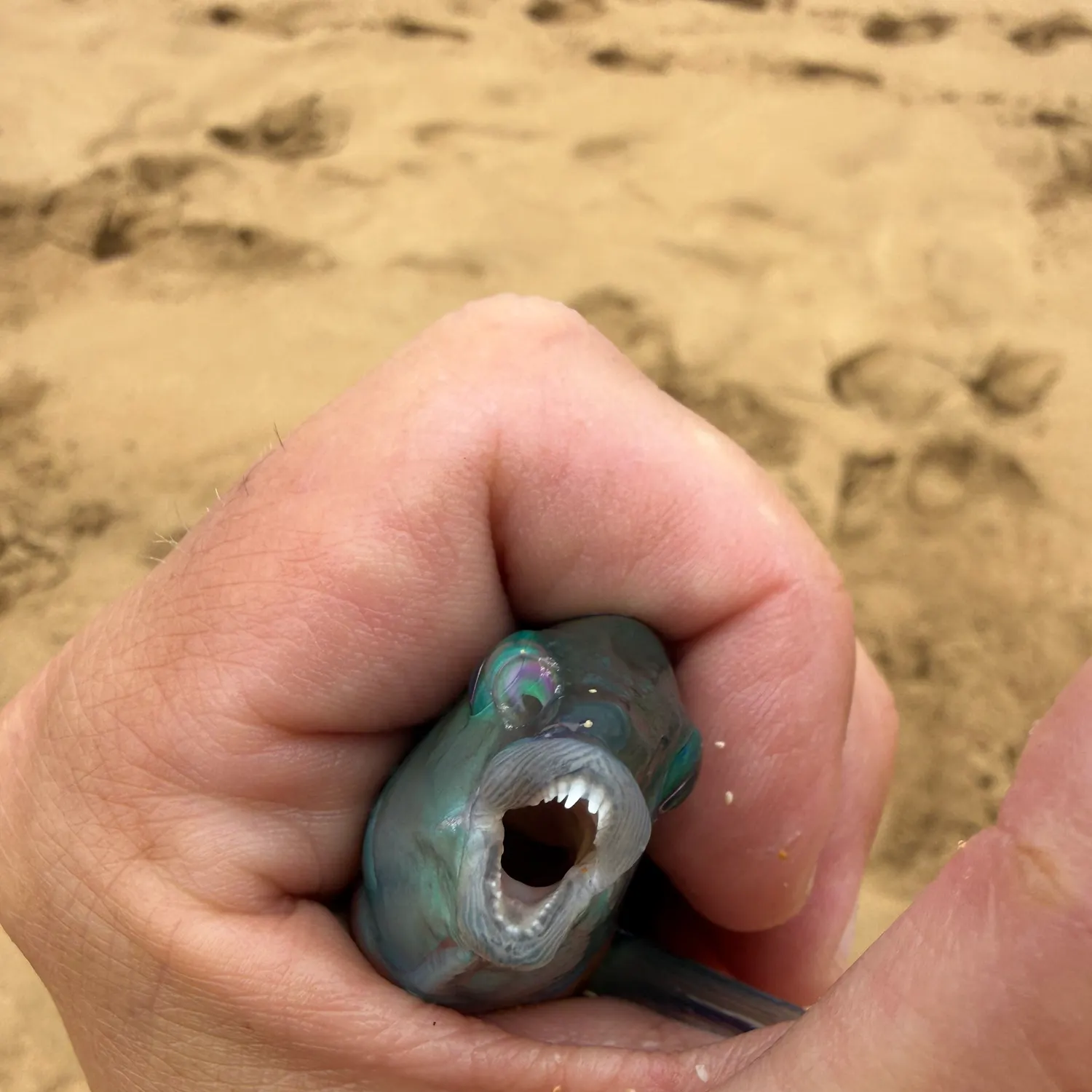 The most recent Saddle wrasse catches on Fishbrain
