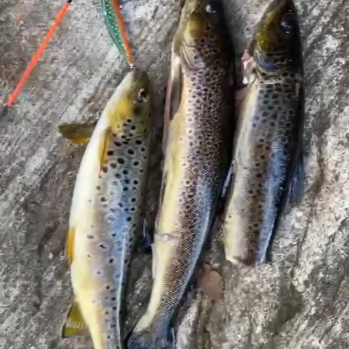 recently logged catches