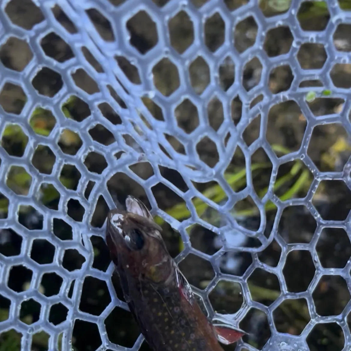 Brook trout caught on Fishbrain
