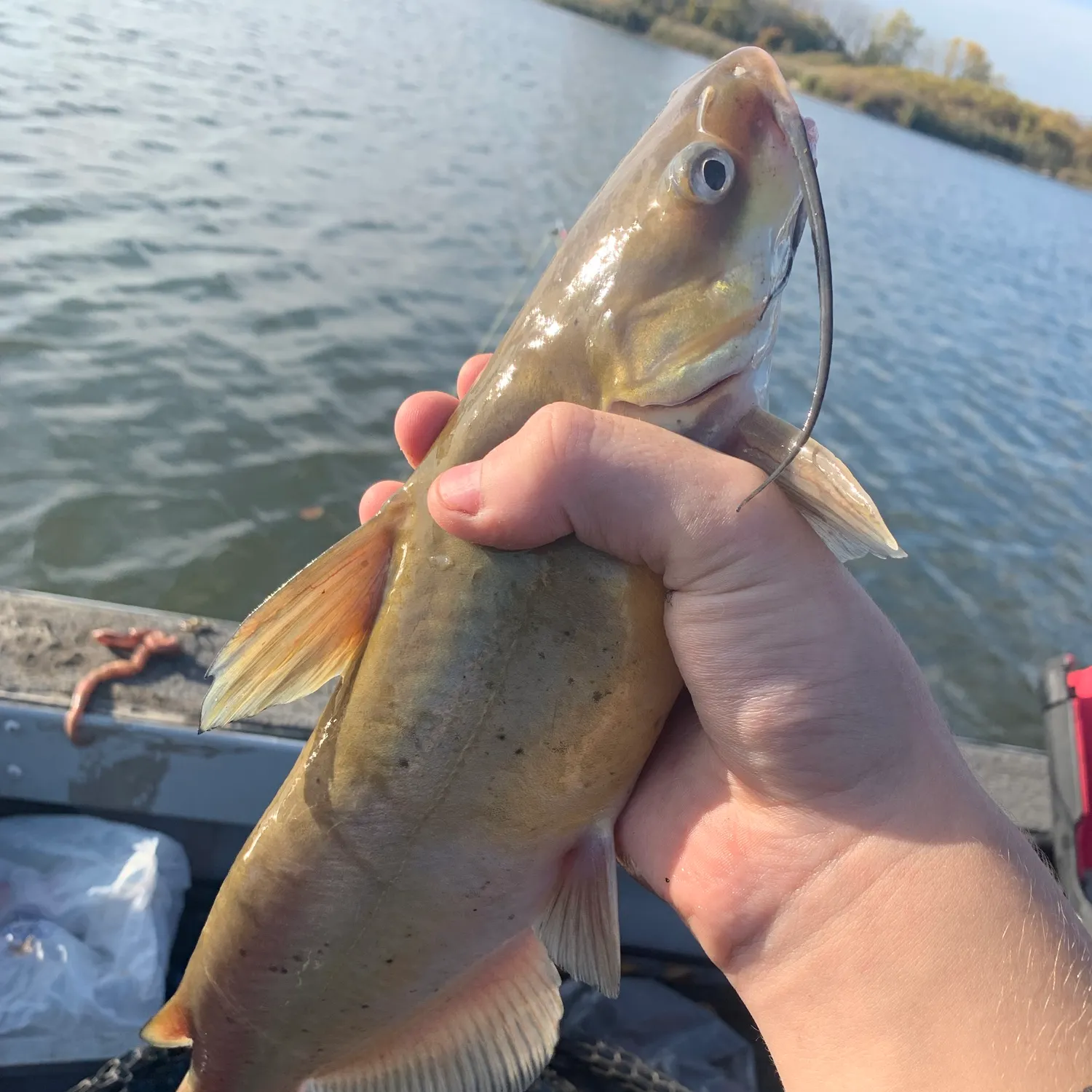 Channel catfish caught on Fishbrain