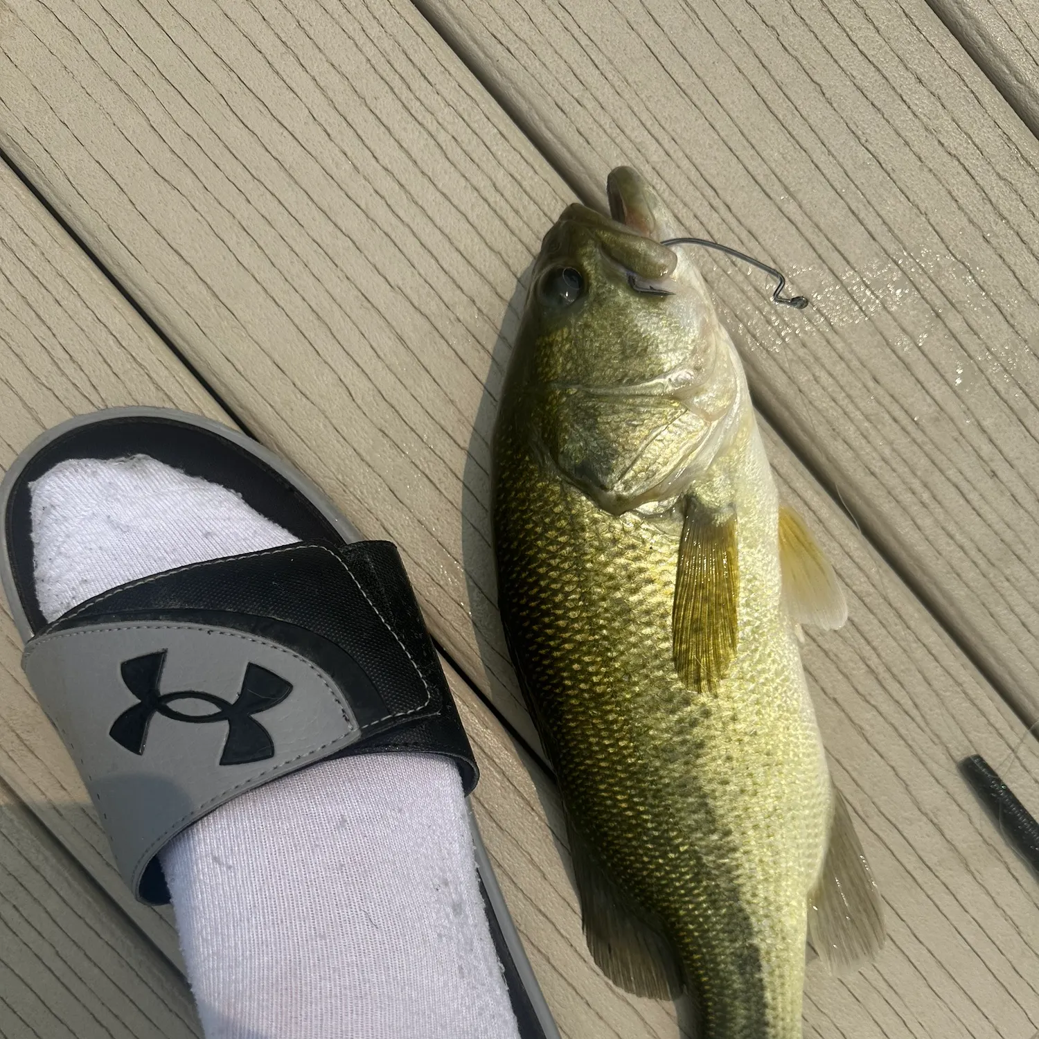 angler catch