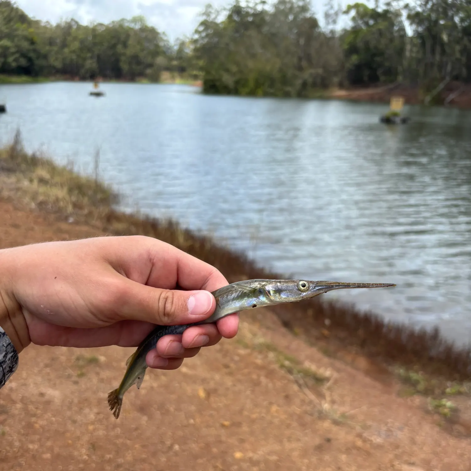 The most recent Needlenose gar catches on Fishbrain