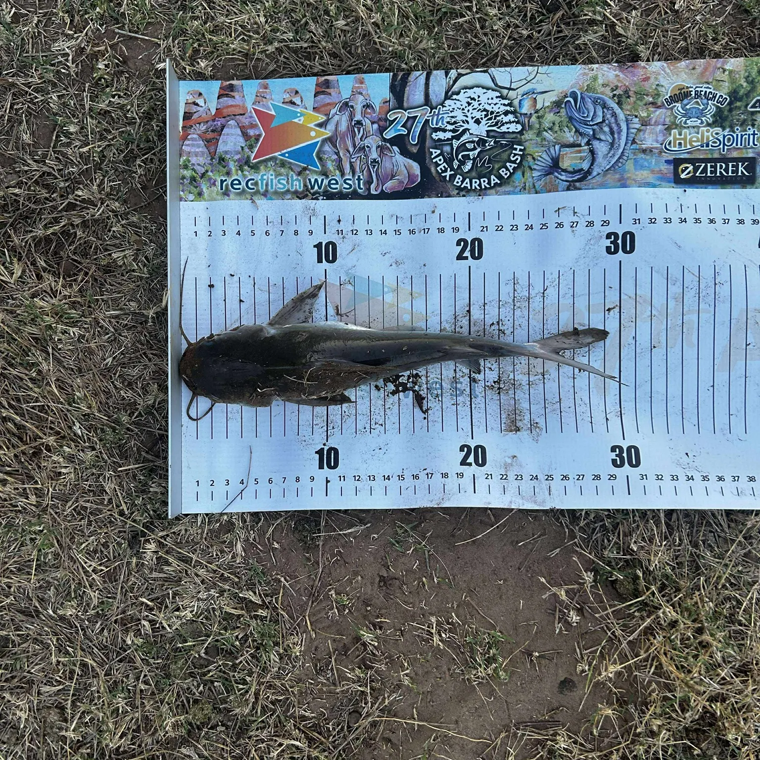 The most recent Blue salmon catfish catches on Fishbrain