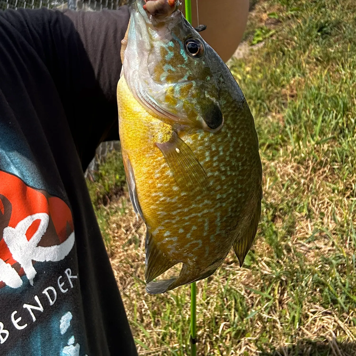 Greengill hybrid caught on Fishbrain