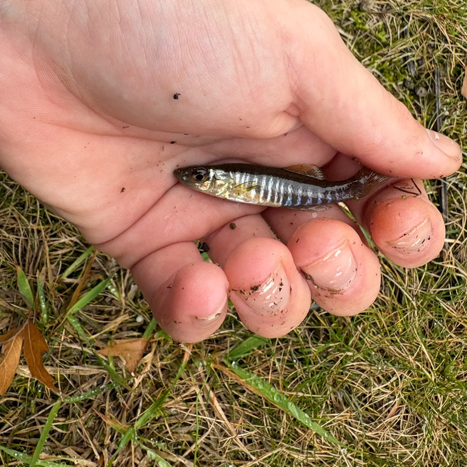 The most recent Banded killifish catches on Fishbrain