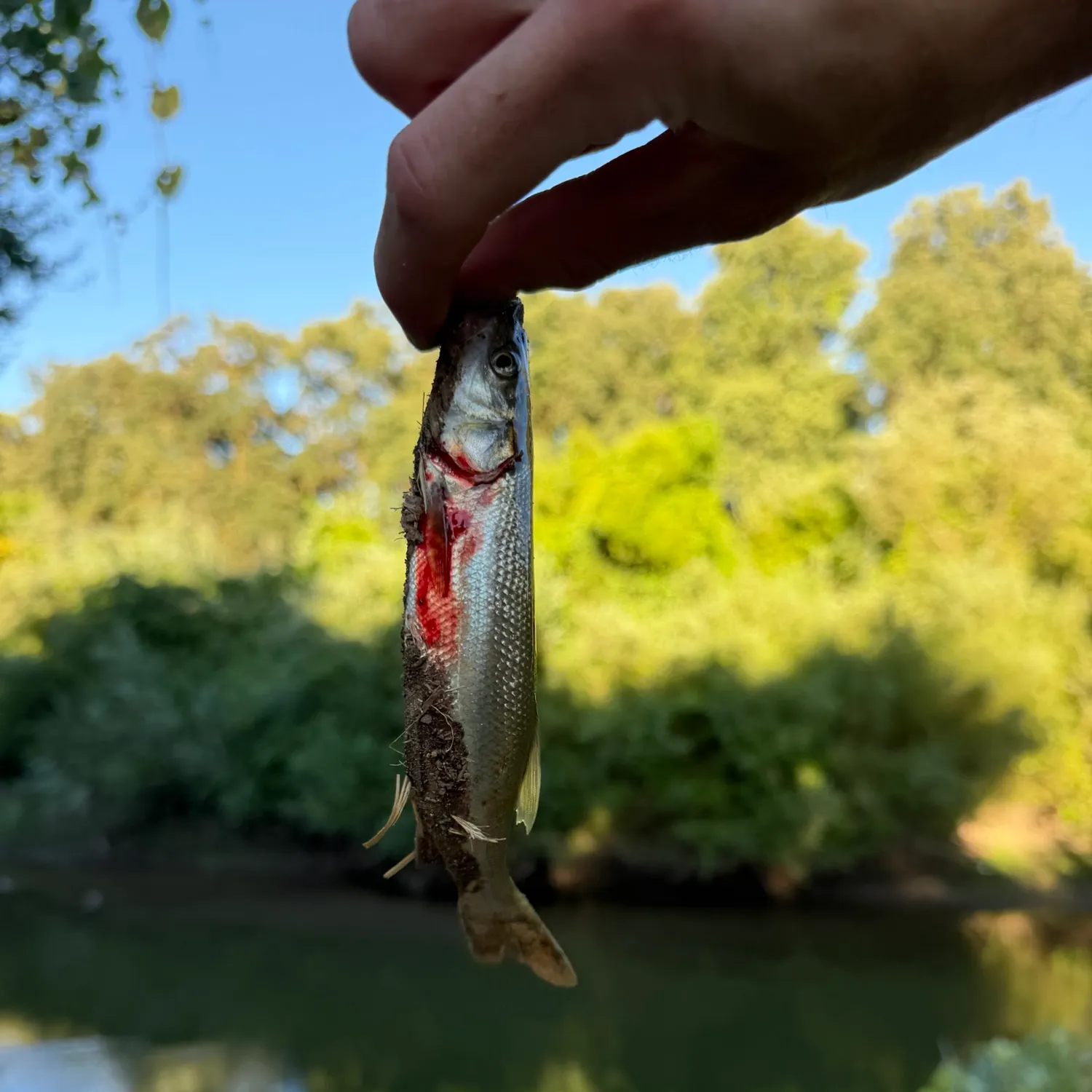The most recent Sacramento pikeminnow catches on Fishbrain