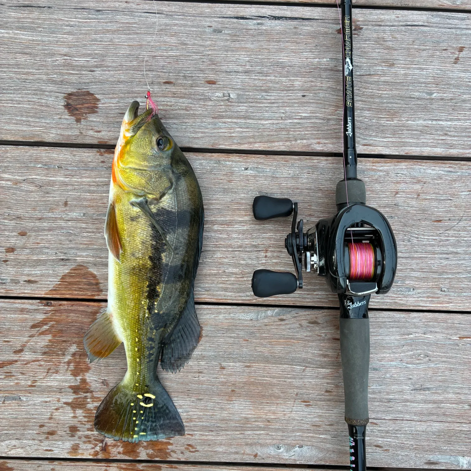 Fish caught on Fishbrain