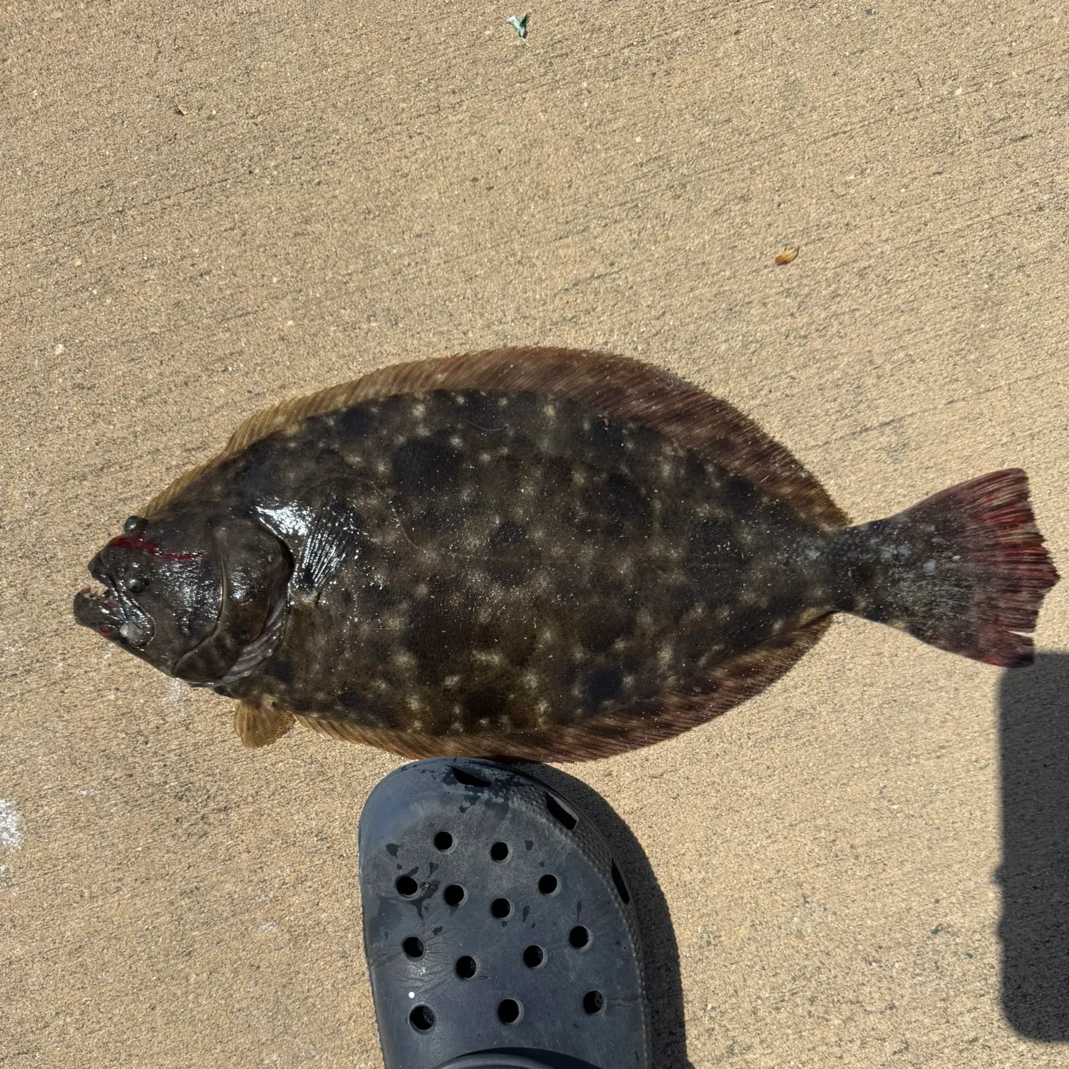 Summer flounder caught on Fishbrain