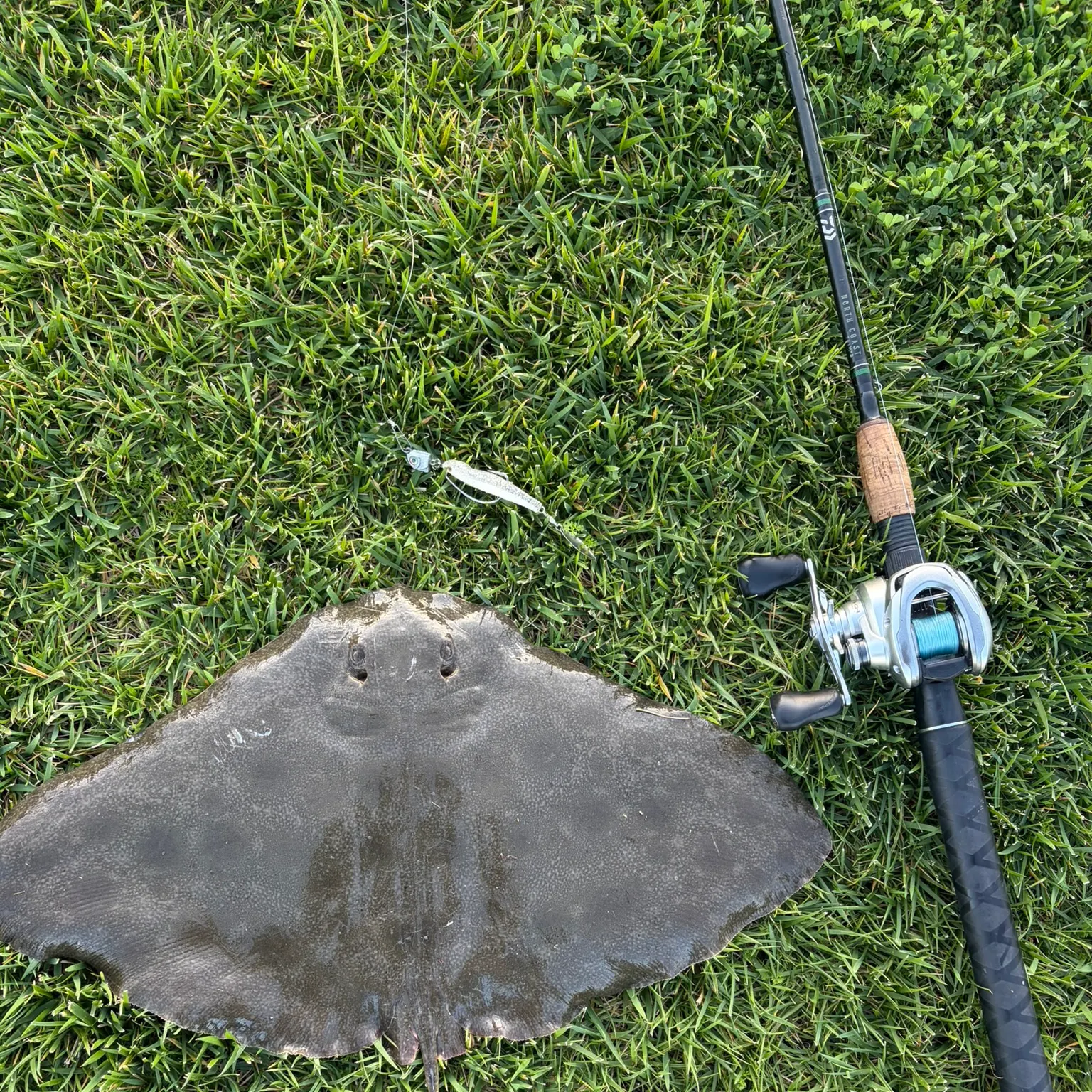 The most recent Spiny butterfly ray catches on Fishbrain