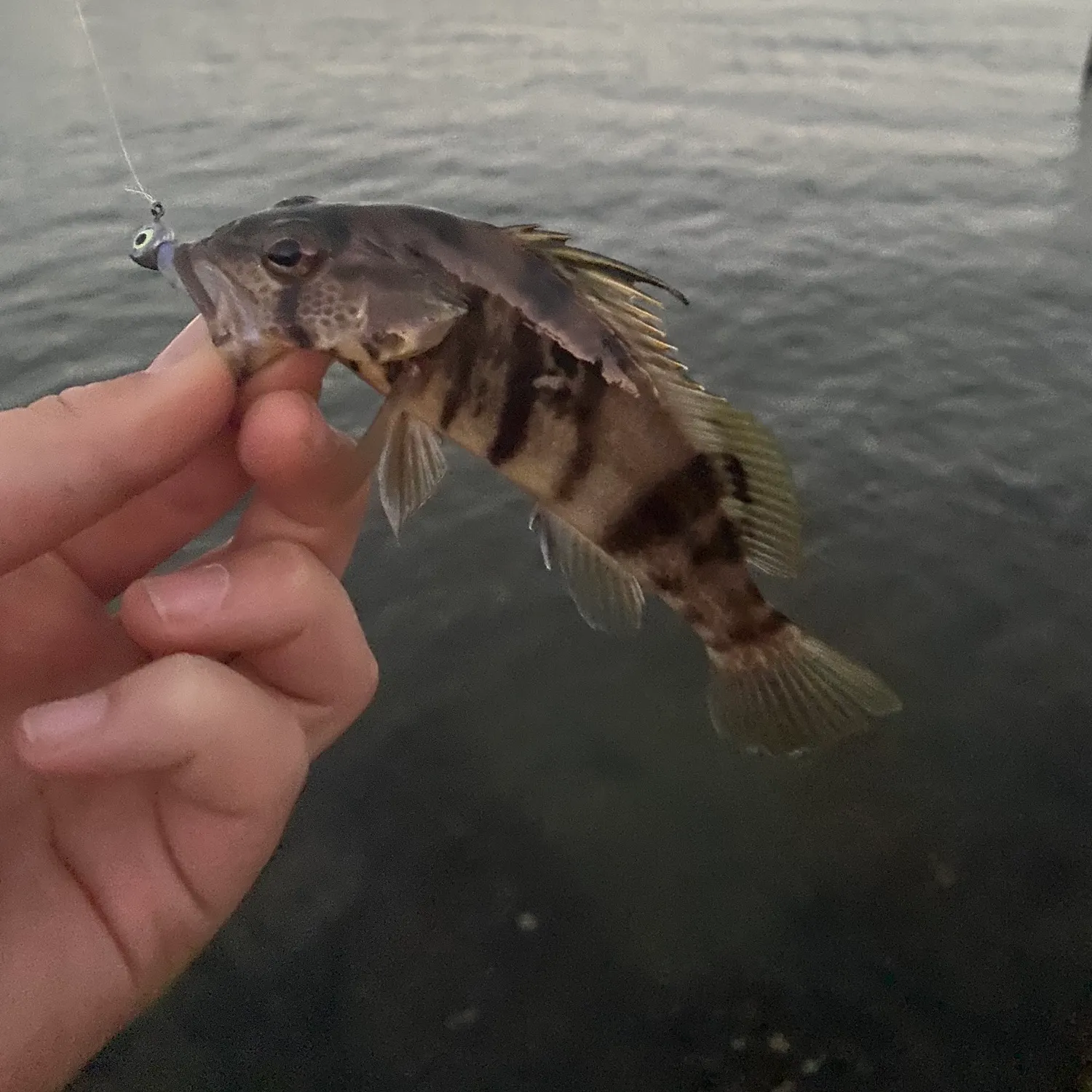 Barred sand bass caught on Fishbrain