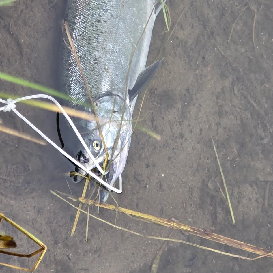 Chinook salmon caught on Fishbrain