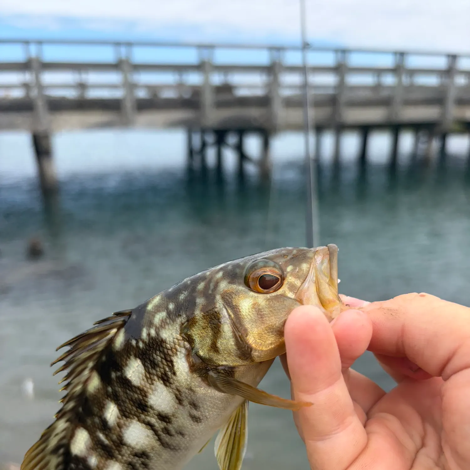 Kelp bass caught on Fishbrain