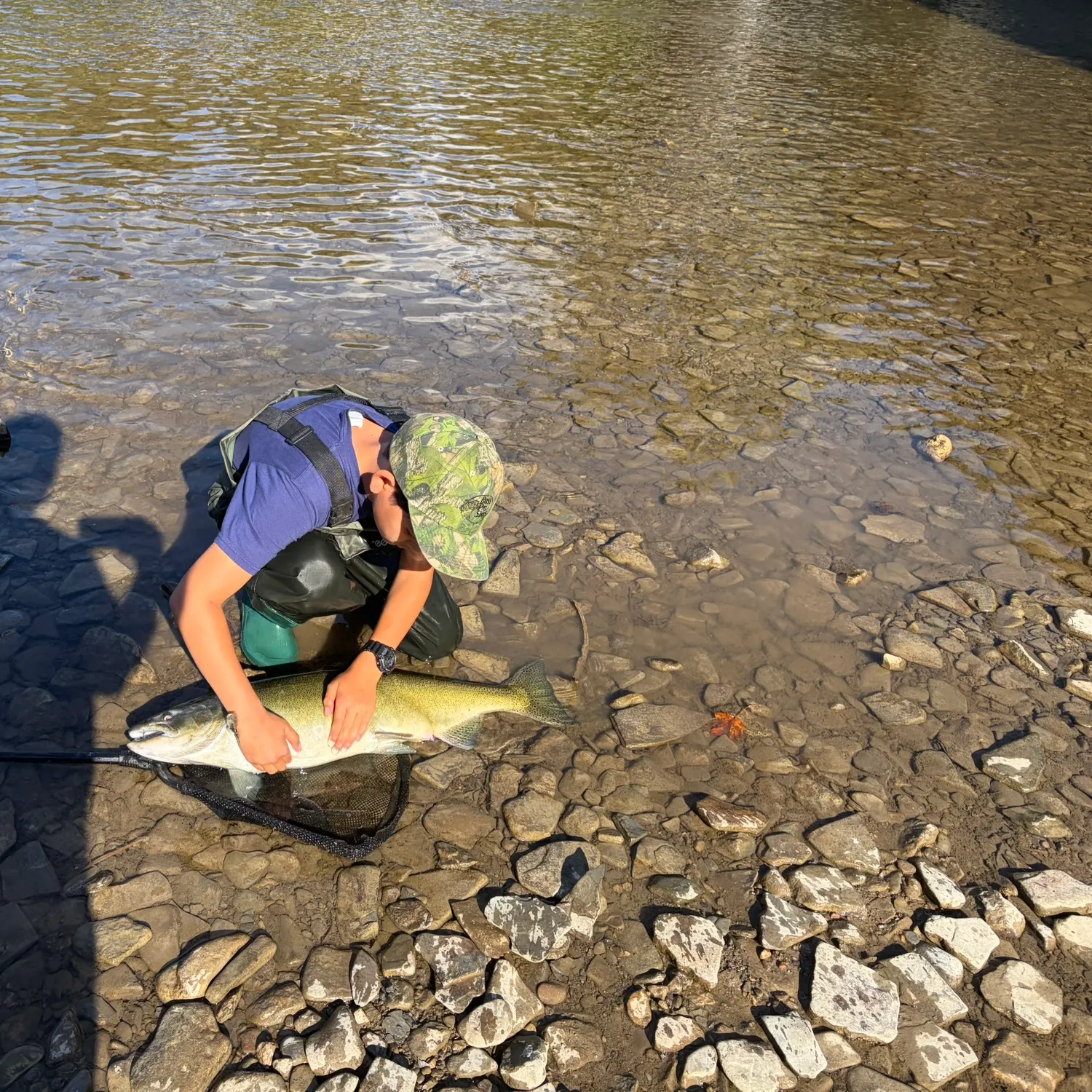 Chinook salmon caught on Fishbrain