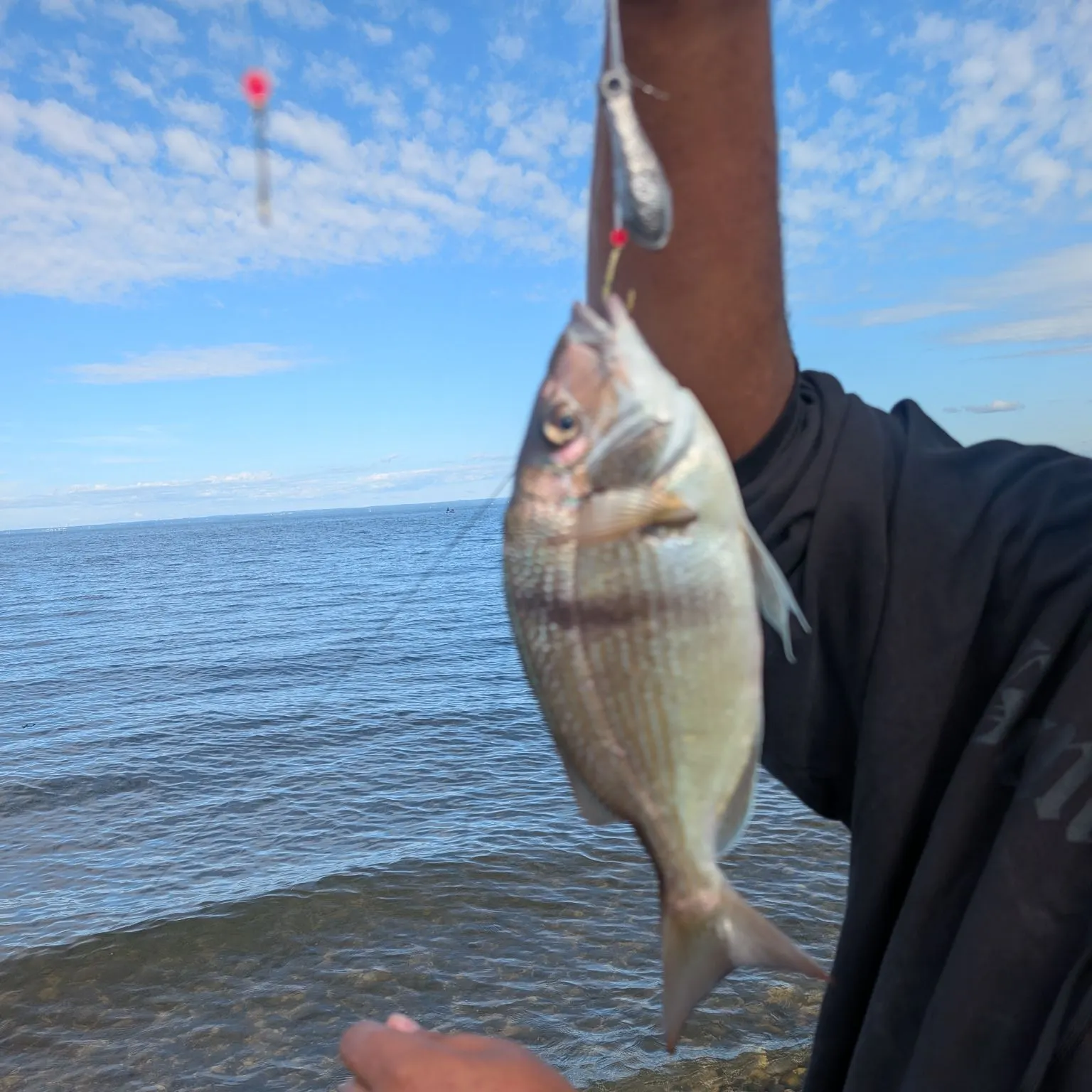 Scup caught on Fishbrain