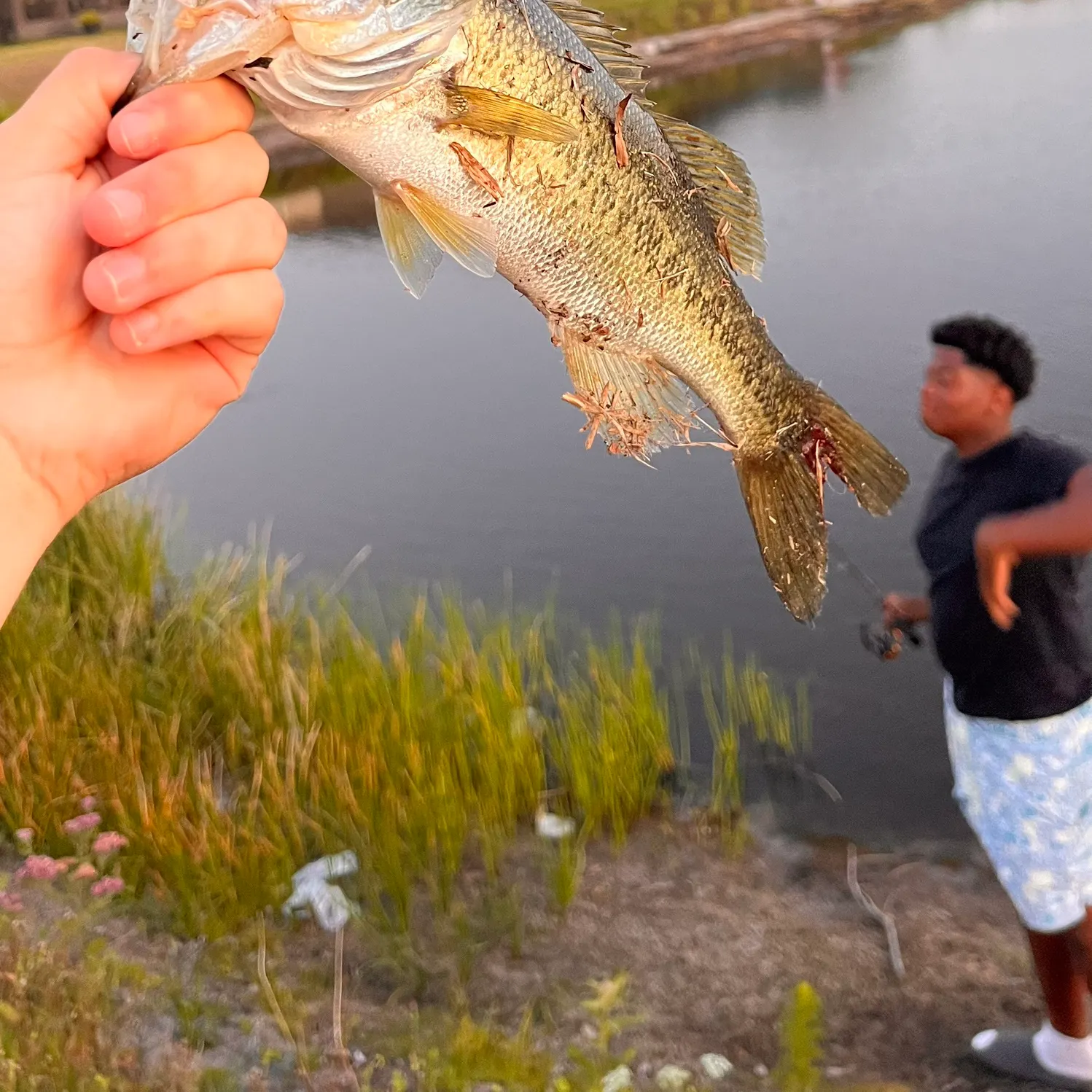 most liked catch image