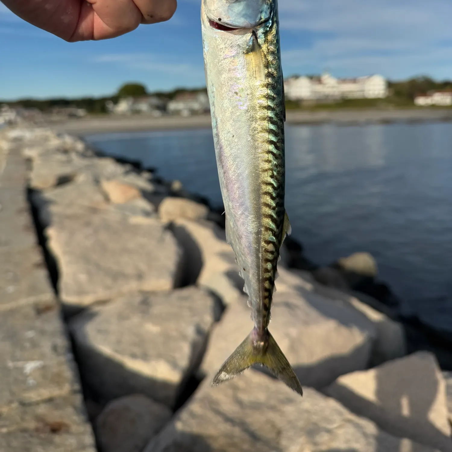 Atlantic mackerel caught on Fishbrain