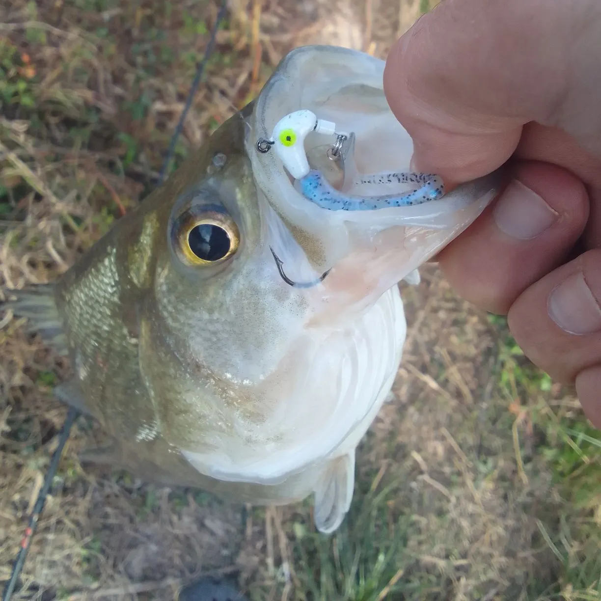 The most recent White bass catches on Fishbrain