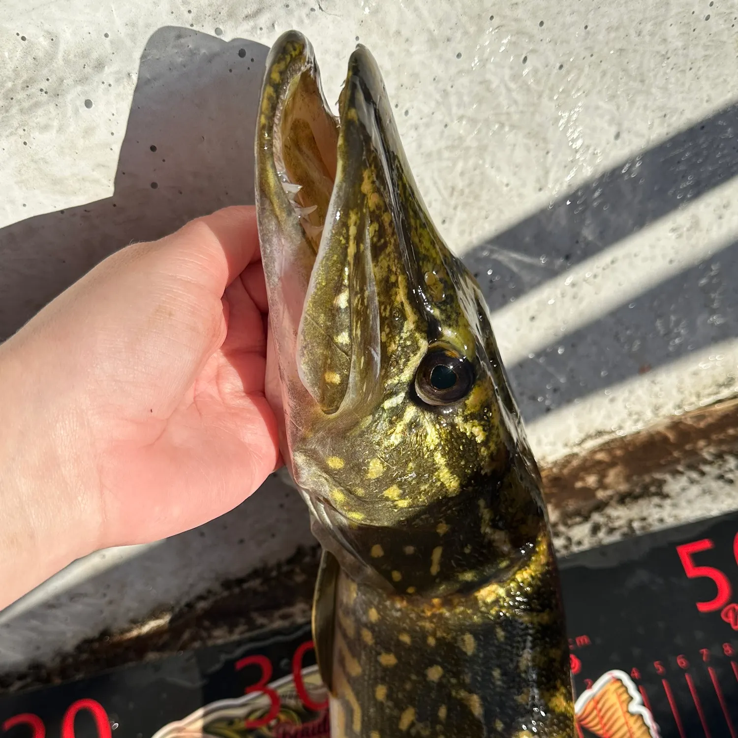 Northern pike caught on Fishbrain