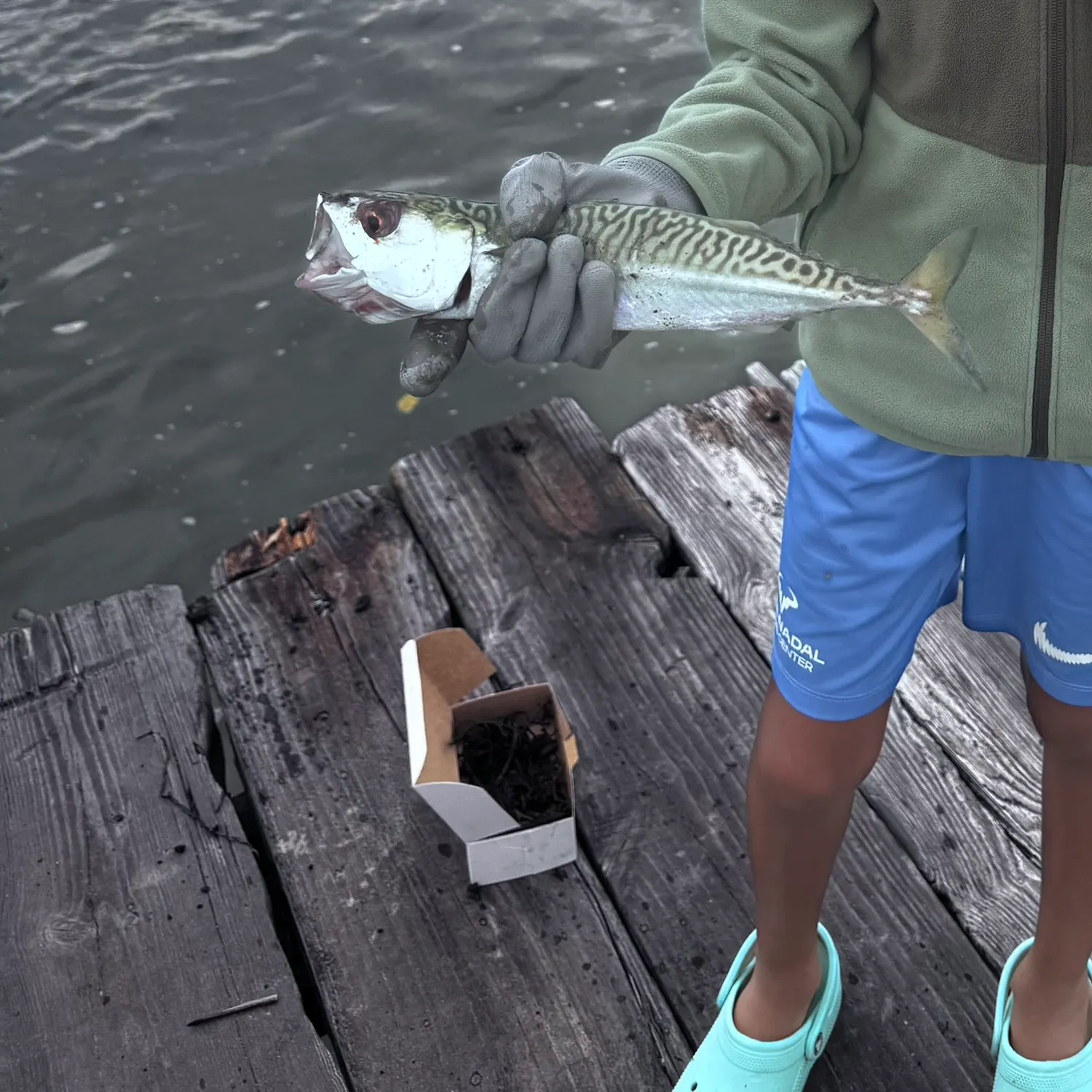 Atlantic mackerel caught on Fishbrain