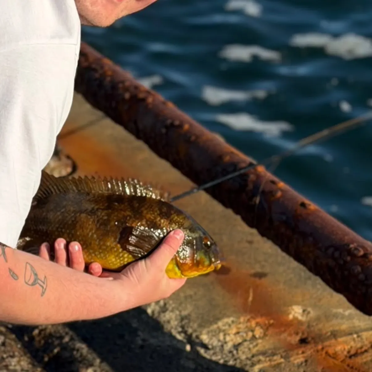 The most recent Ballan wrasse catches on Fishbrain