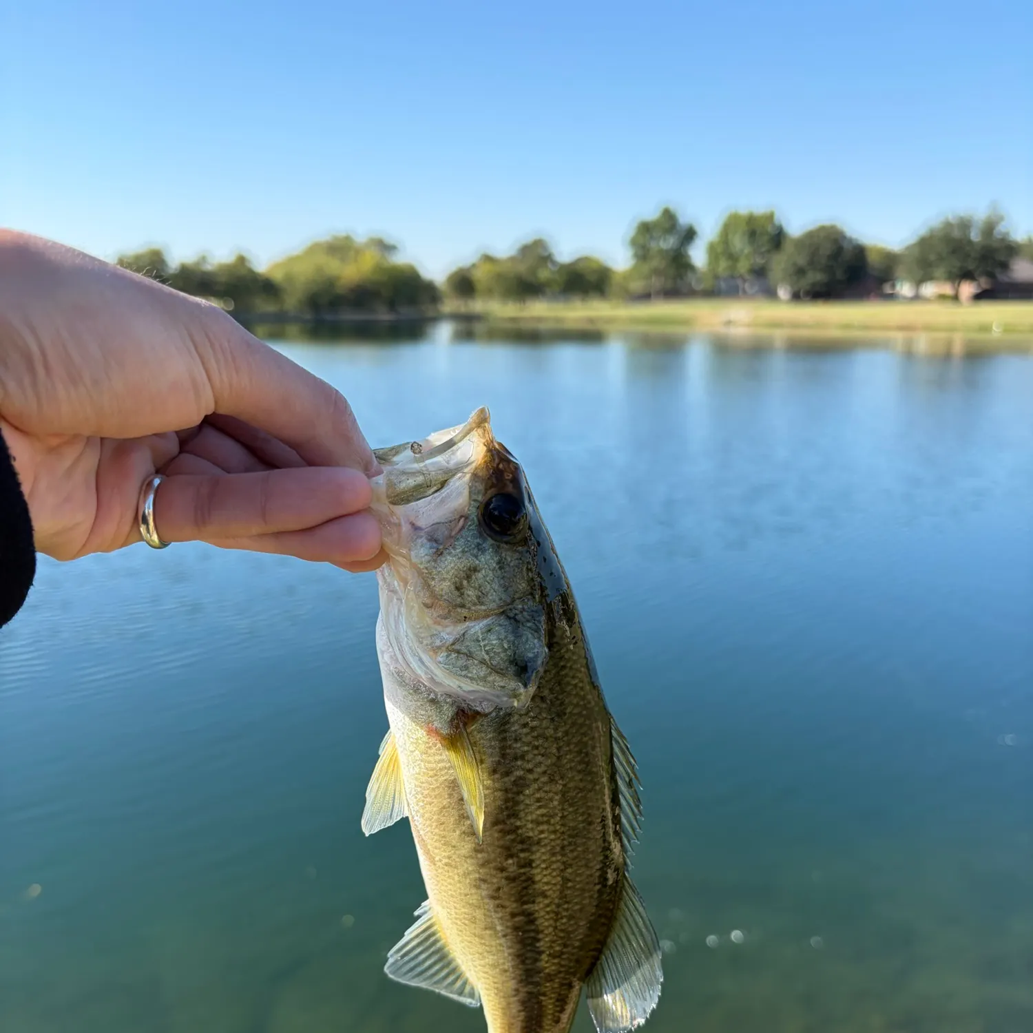 Largemouth bass caught on Fishbrain
