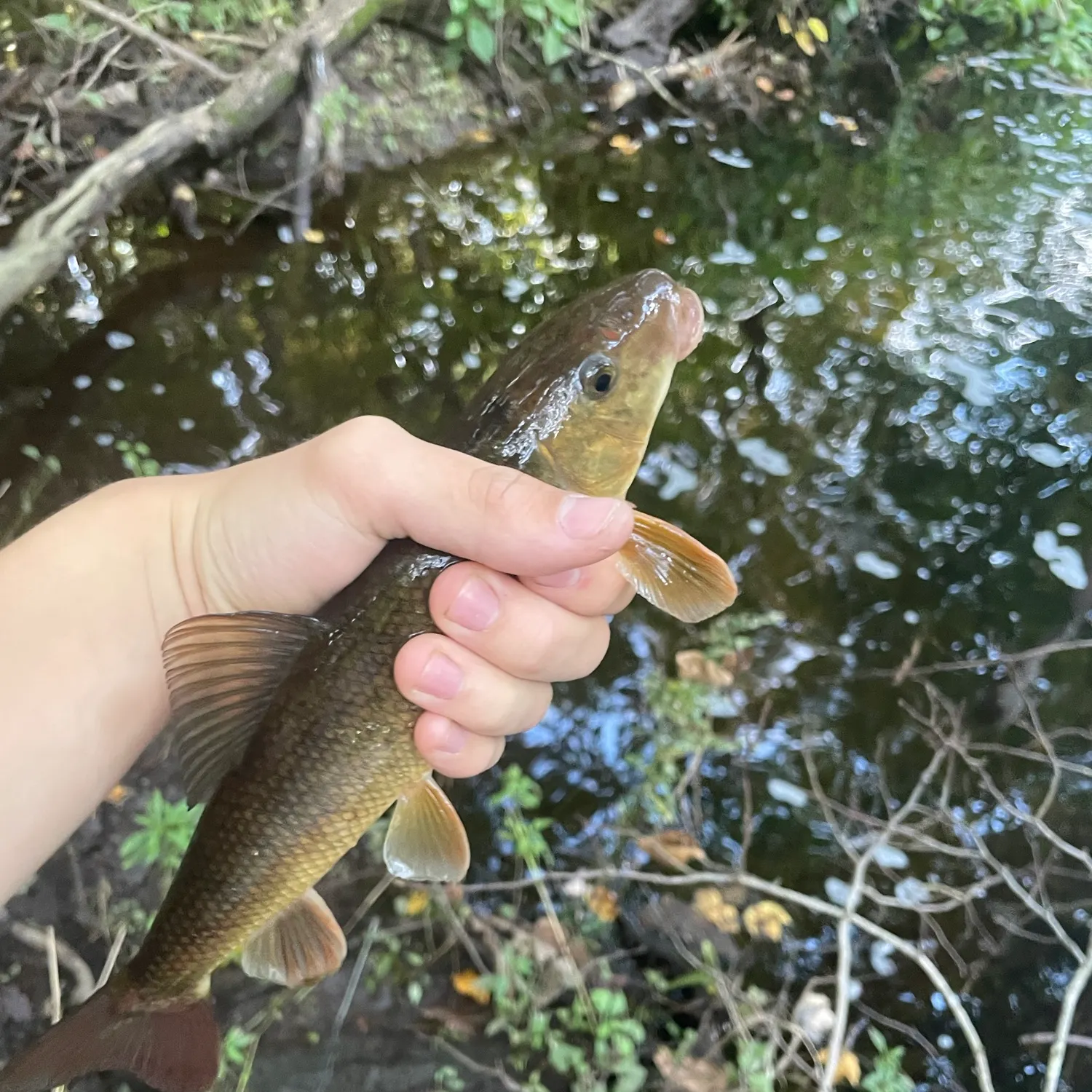 White sucker caught on Fishbrain