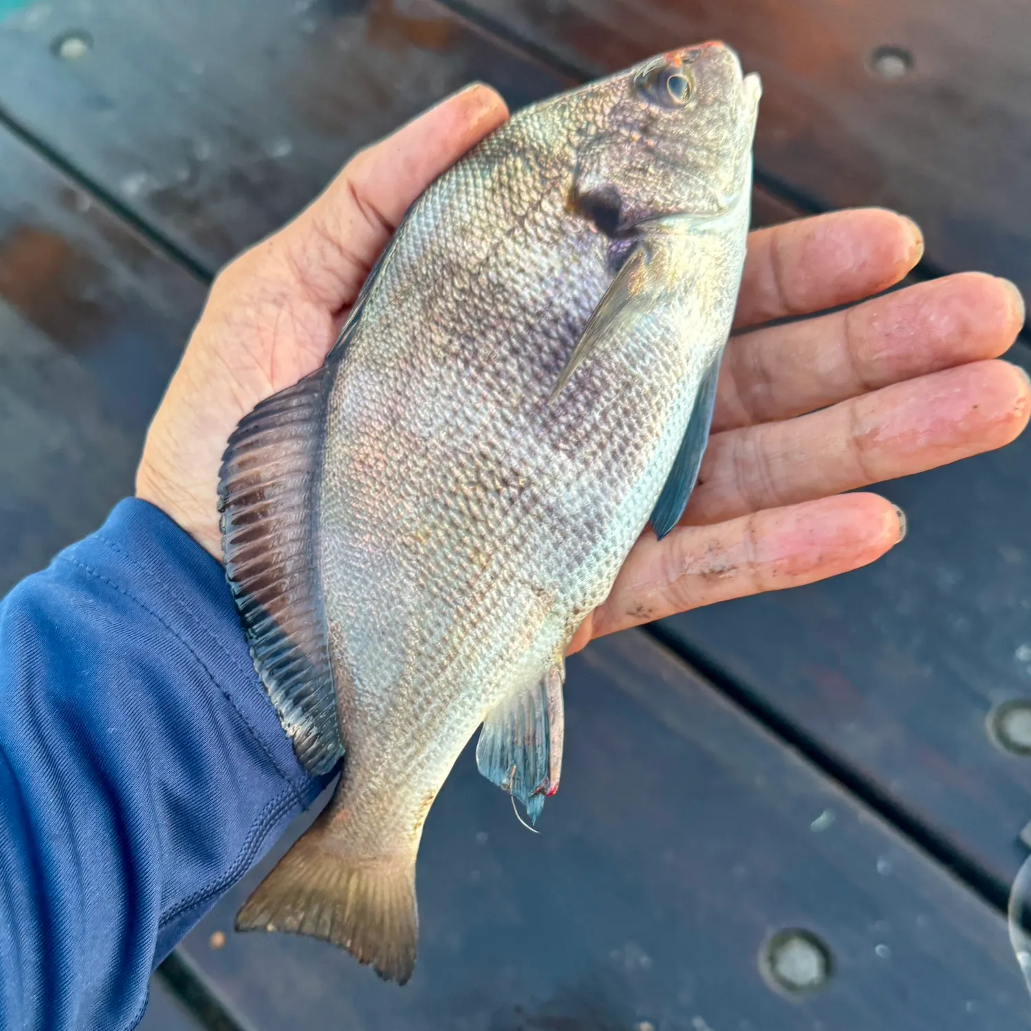 Sargo caught on Fishbrain
