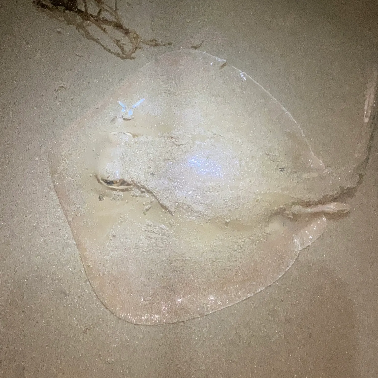 The most recent Common stingaree catches on Fishbrain