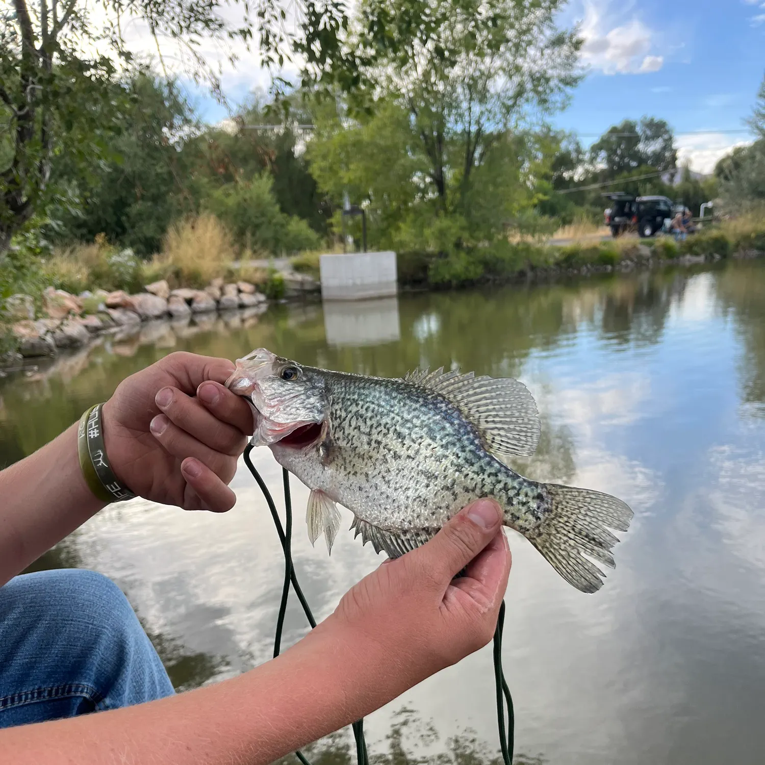 Black crappie caught on Fishbrain