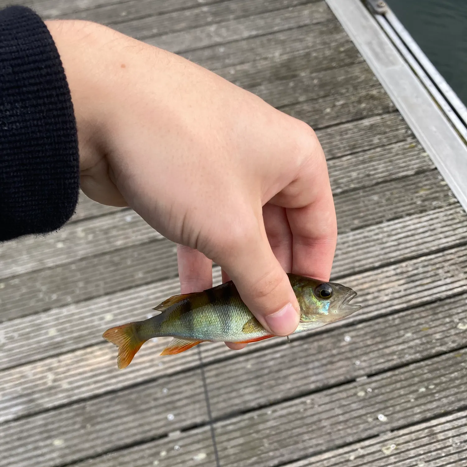 European perch caught on Fishbrain