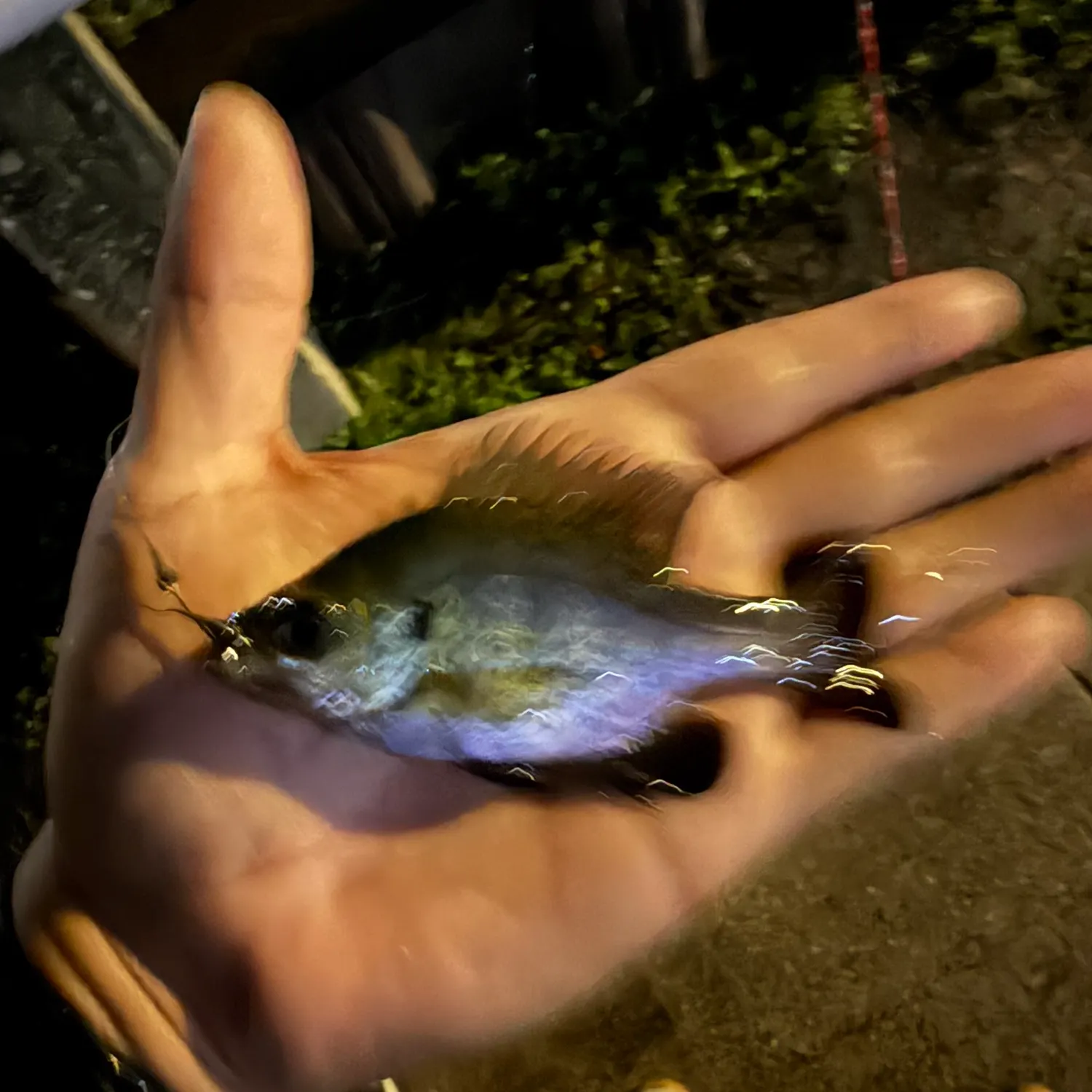 Bluegill caught on Fishbrain
