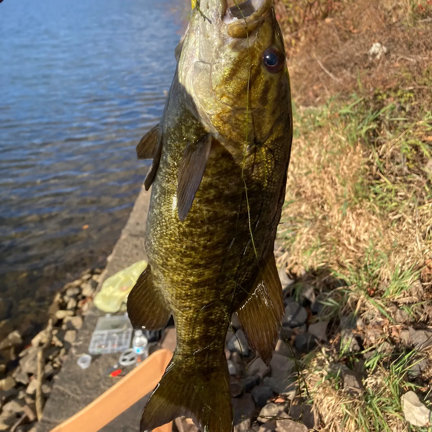 The most recent Smallmouth bass catches on Fishbrain