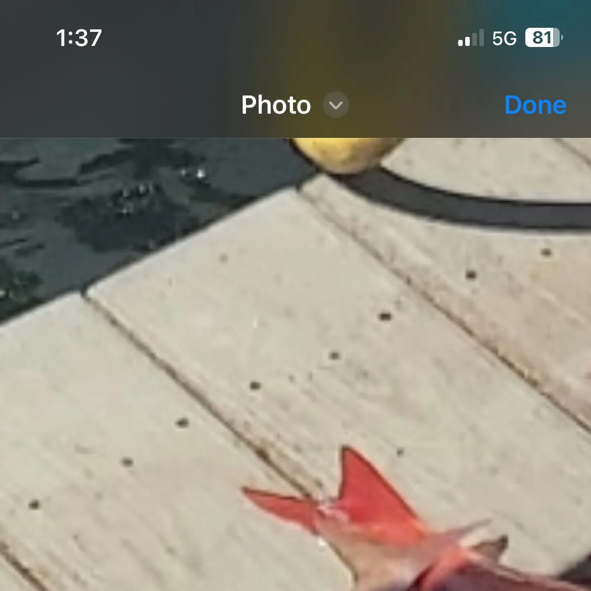 The most recent Sharptooth jobfish catches on Fishbrain