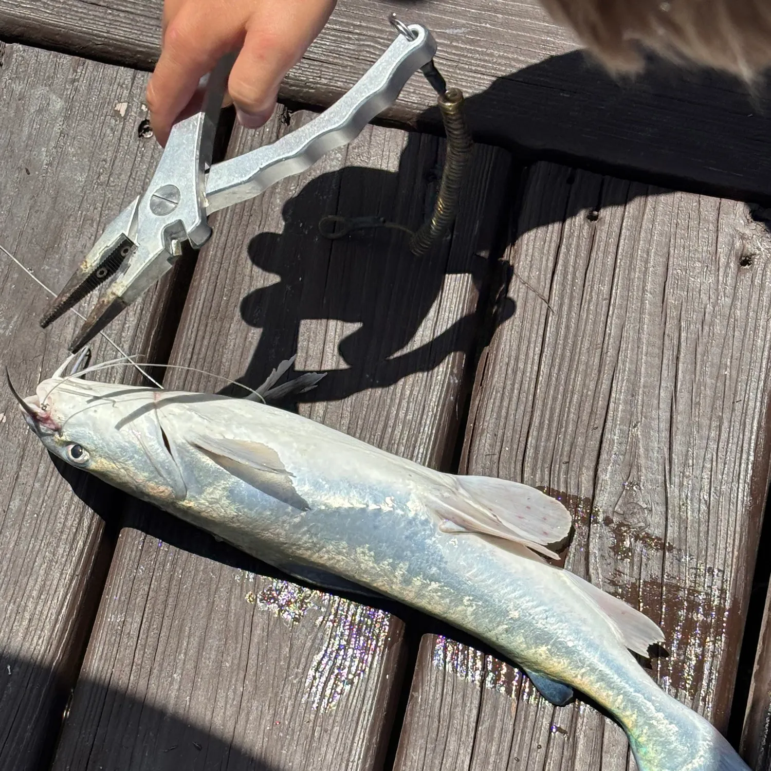 catch