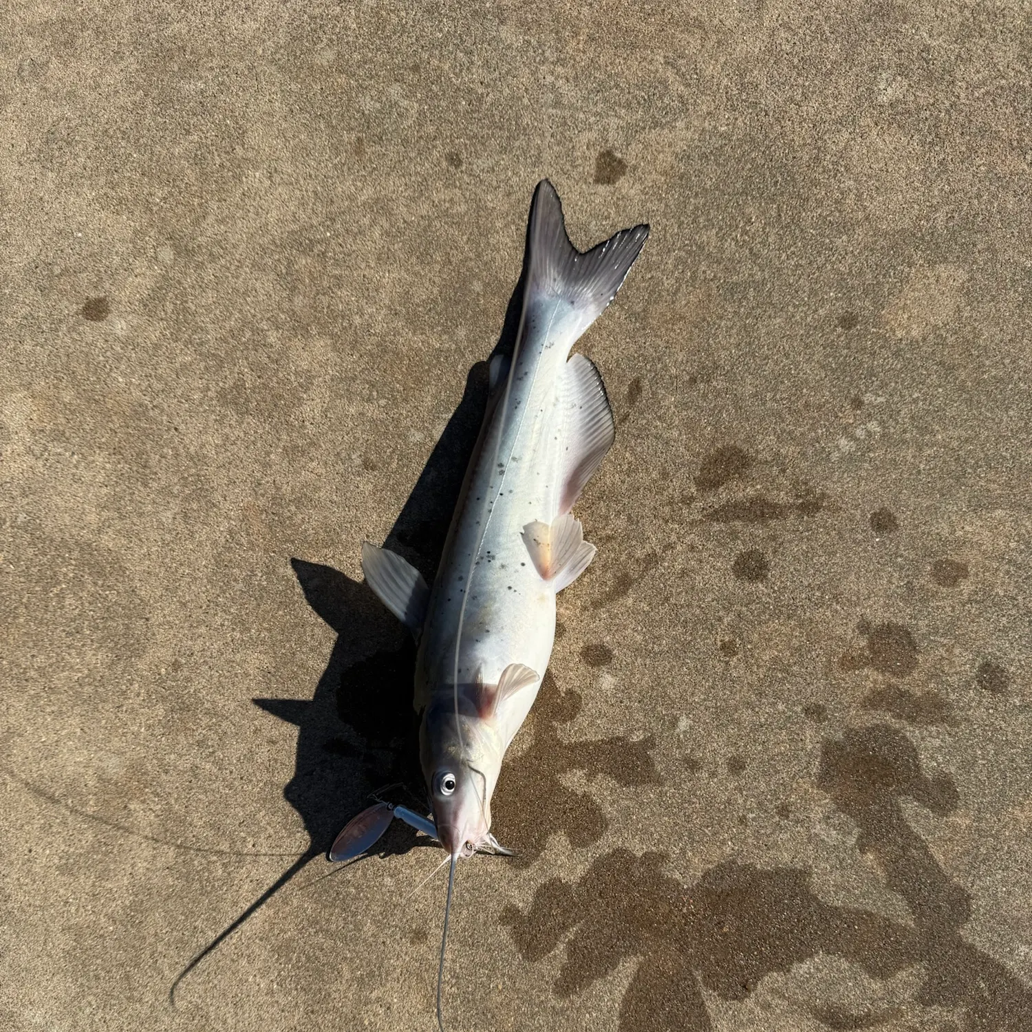Channel catfish caught on Fishbrain