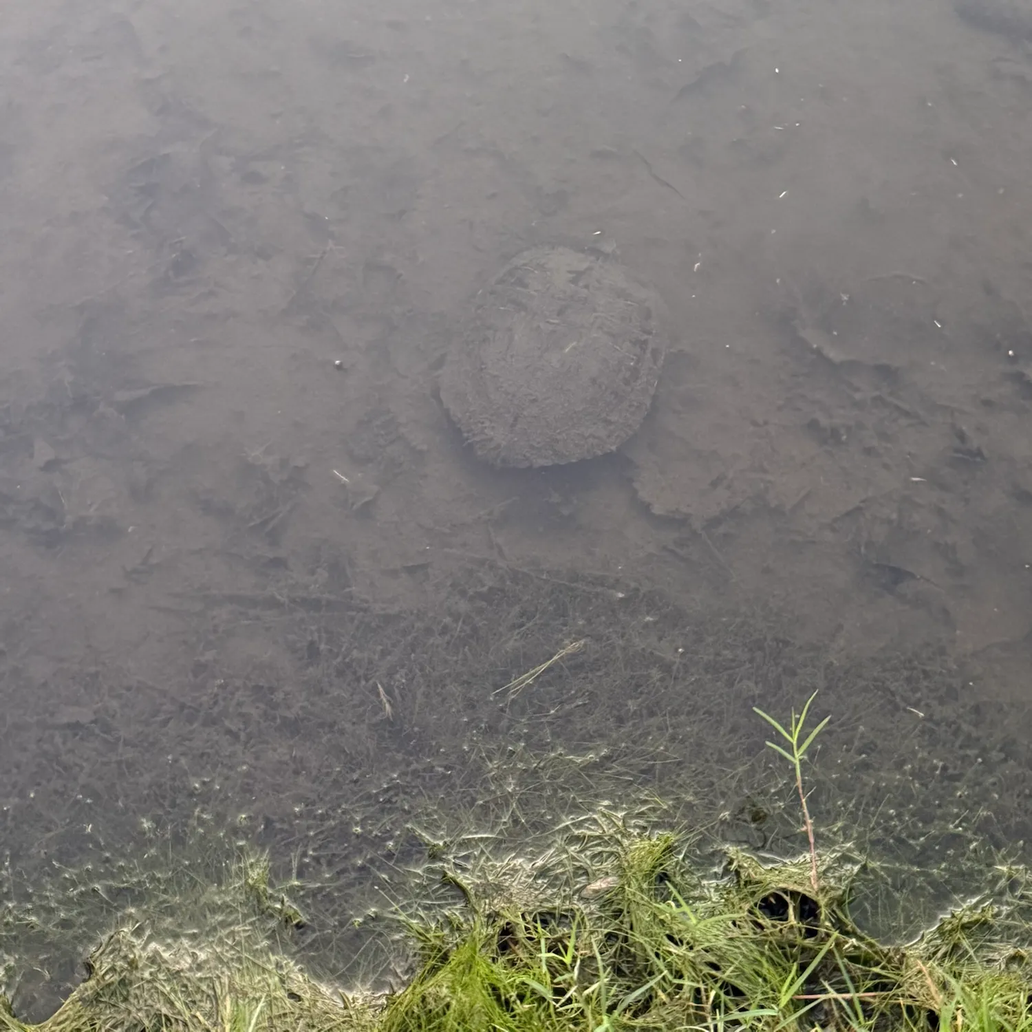 Pond slider turtle caught on Fishbrain