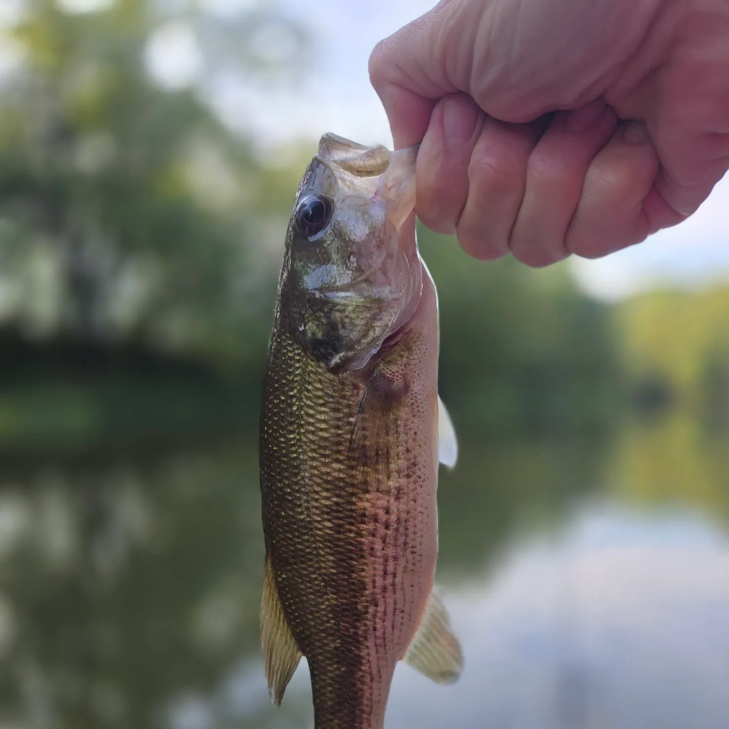 Spotted bass caught on Fishbrain