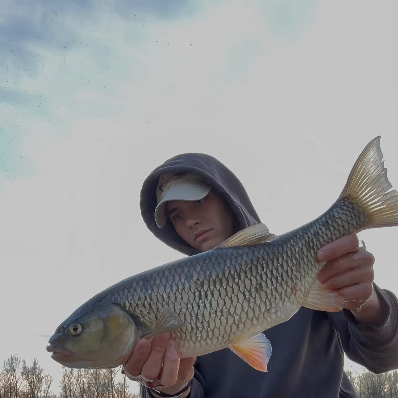 The most recent European chub catches on Fishbrain