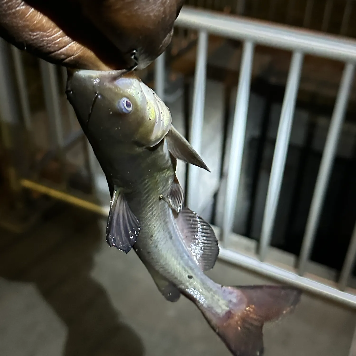 Fish caught on Fishbrain