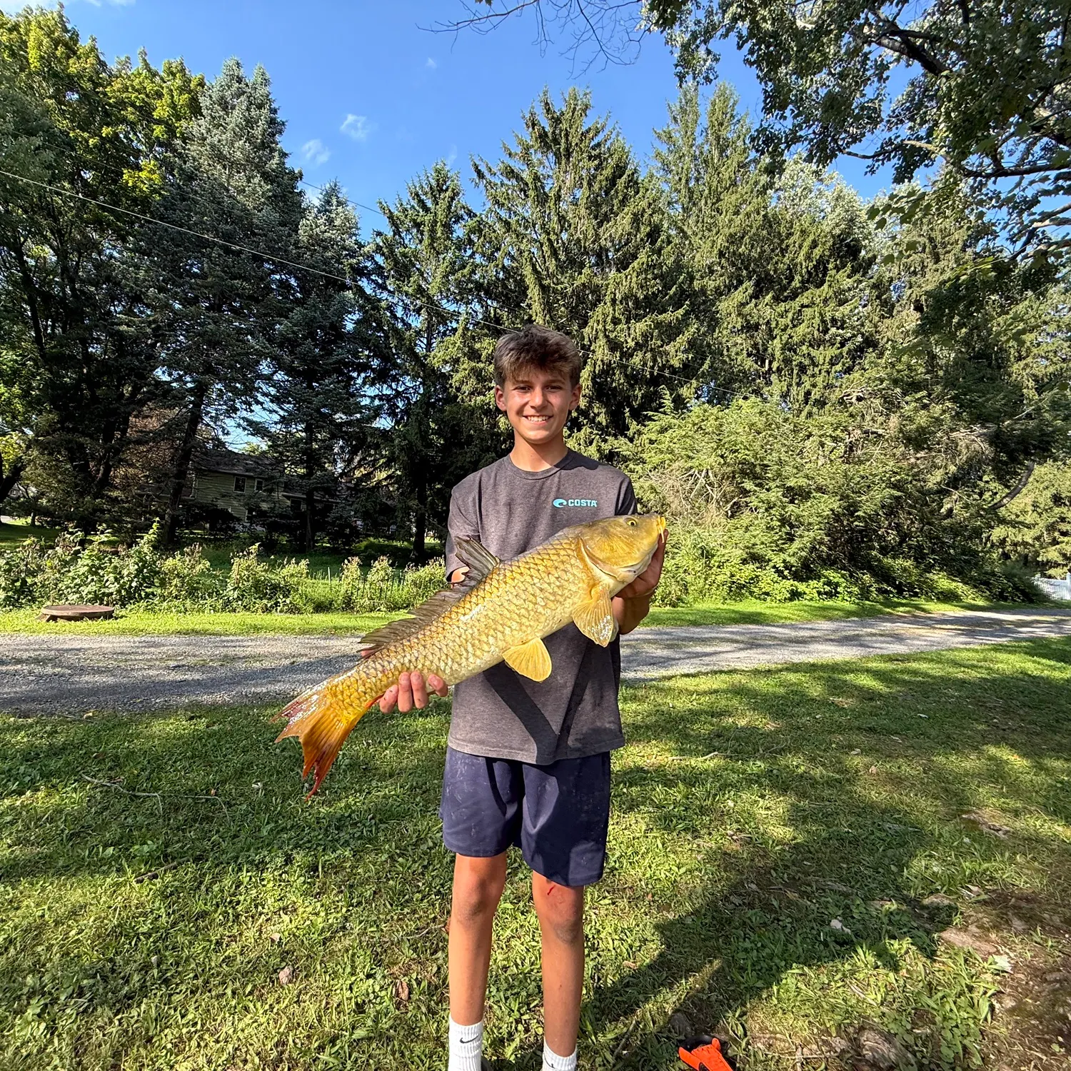 Common carp caught on Fishbrain