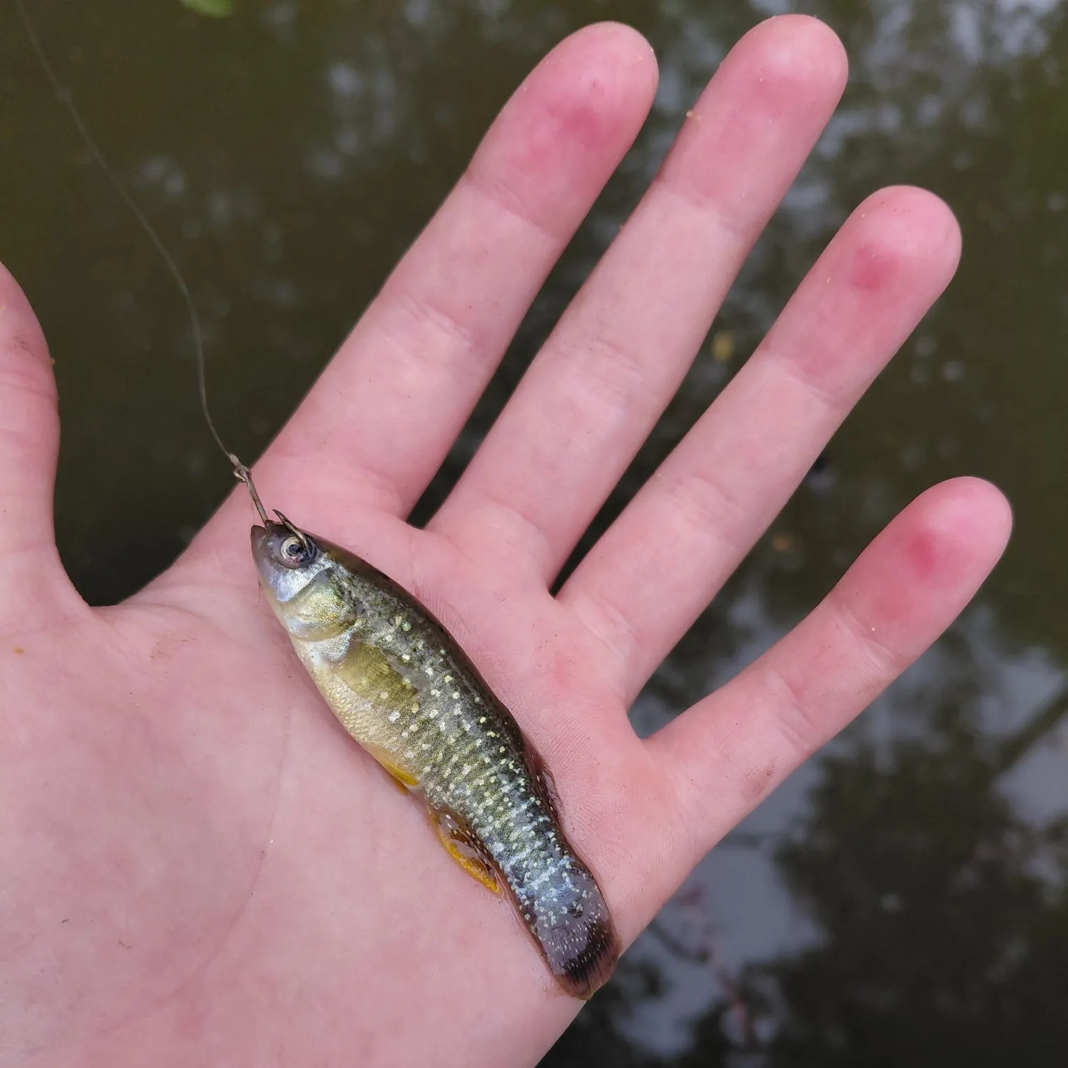 The most recent Ozark minnow catches on Fishbrain
