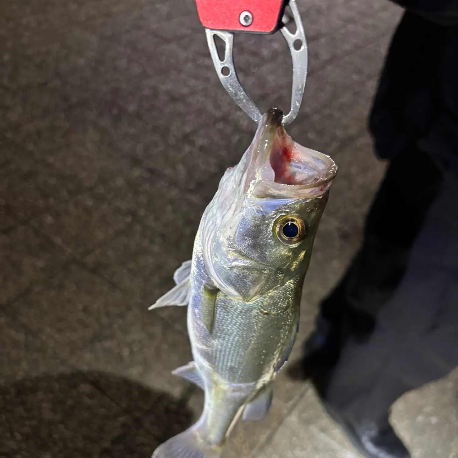 The most recent Japanese seabass catches on Fishbrain