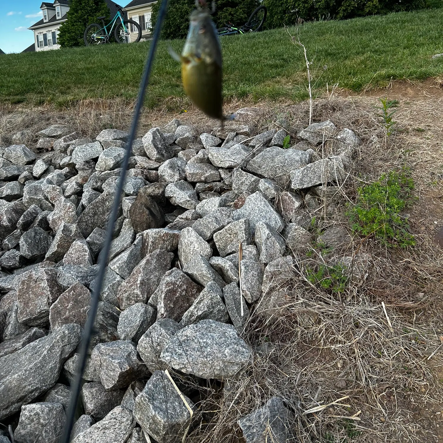 The most recent Hornyhead chub catches on Fishbrain