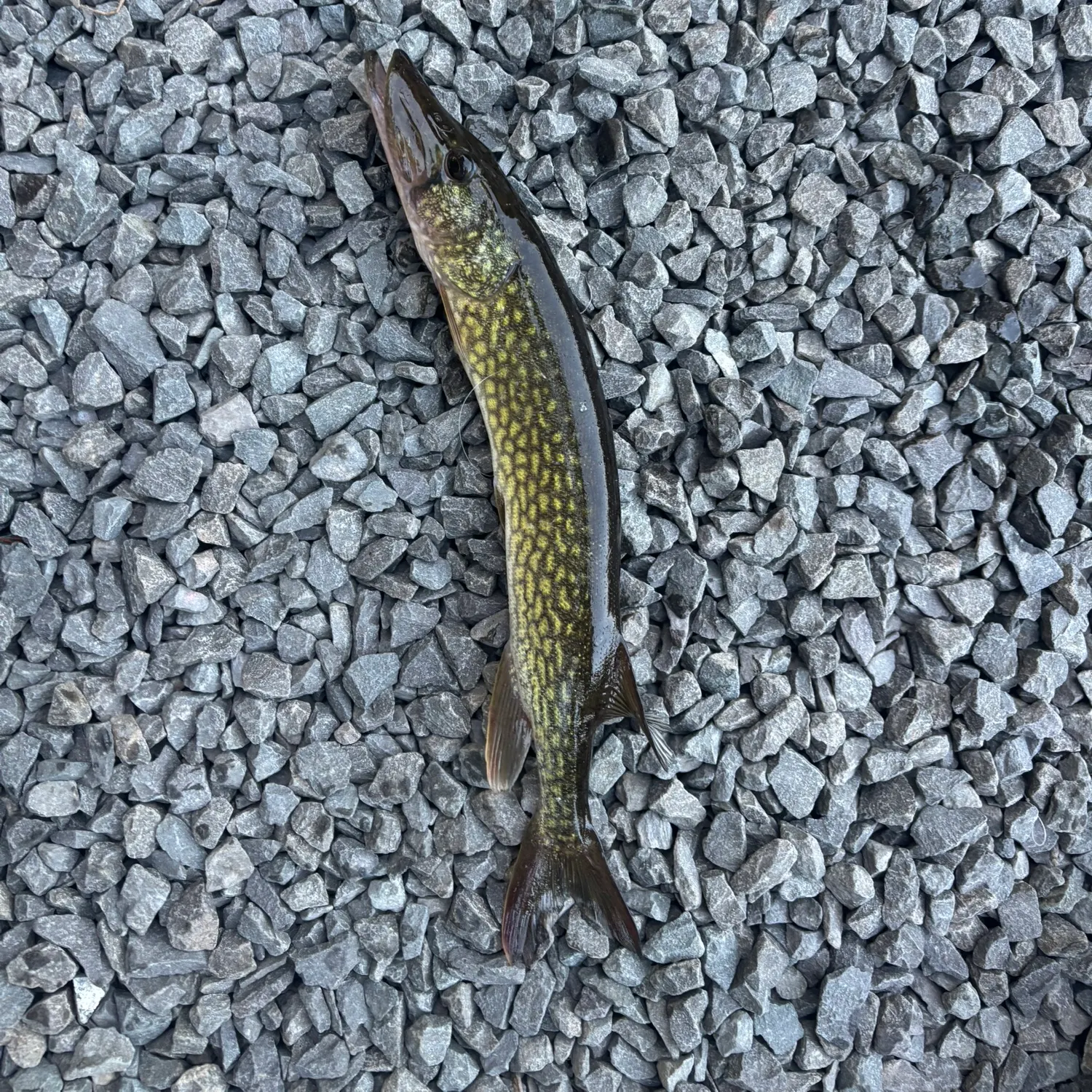 Chain pickerel caught on Fishbrain