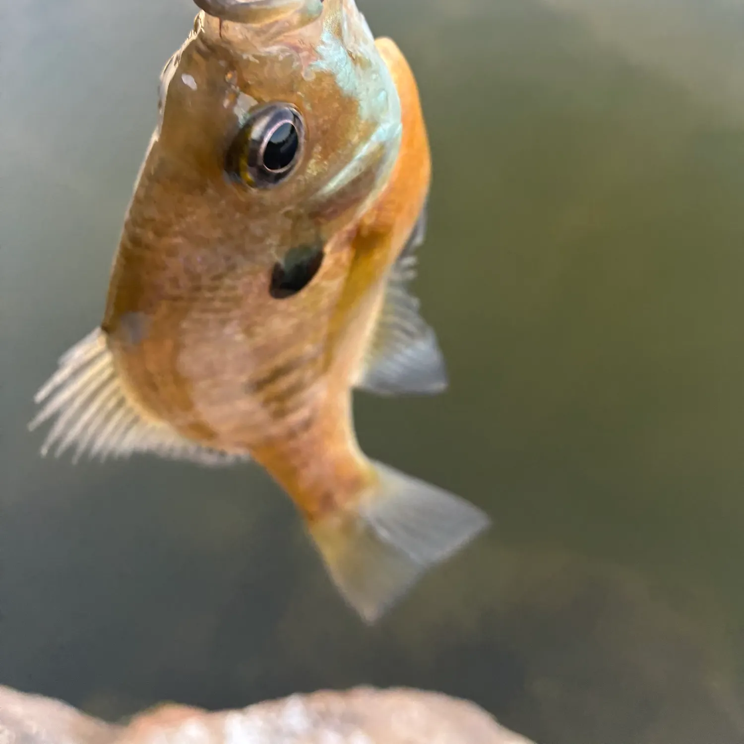Bluegill caught on Fishbrain