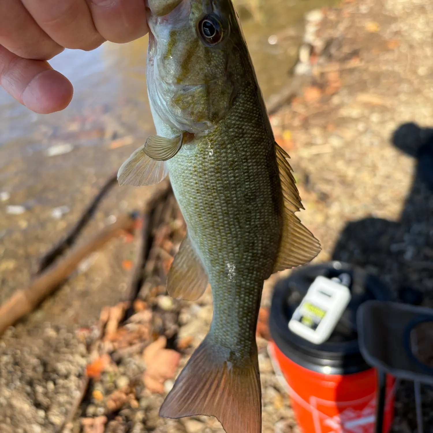 Smallmouth bass caught on Fishbrain