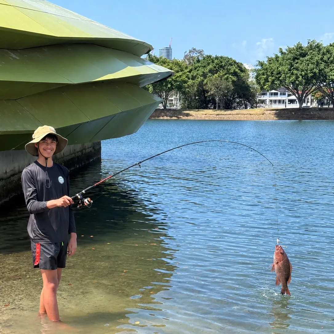 Mangrove red snapper caught on Fishbrain